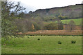 Grazing north of Hendre-felen farm in SY25 6DB