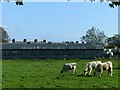 Cattle at New House Farm in DE13 9JL