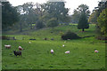 Sedgemoor : Grassy Field & Sheep in TA5 1HL