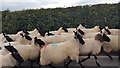 Sheep on the Road near Talgarth Manor in SY17 5PX