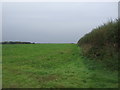 Crop field and hedgerow near Crow Hall Farm in Burnham Market & Docking Ward