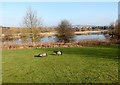 Canada Geese at Shibdon Pond in NE21 5NW