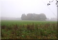 Crop field towards All Saints Church, Barmer in Bagthorpe with Barmer