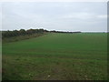 Winter cereal crop and hedgerow, Shernborne in PE31 6RY