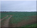 Crop field off Ling House Road in PE31 6LS