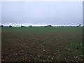 Young crop field off King's Avenue in PE35 6EF