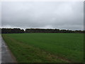 Farmland towards beech Plantation in PE31 6BS