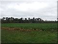 Crop field near Flicham Hall in PE31 6BY