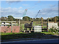 Horse, field by Short Lane in TW19 7HF