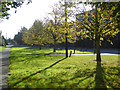 Autumn trees and shadows in TW19 7LR