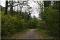 Road through Potterhanworth Wood in Potter Hanworth