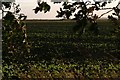 October evening sun on emerging crop west of Nocton Fen Road in LN3 5DN