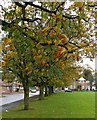 Trees along Wintersdale Road in Leicester in LE5 2GE