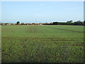 Winter cereal crop towards Old Hunstanton in PE36 6GA