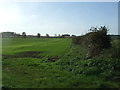 Winter cereal crop and hedgerow near Burnham Norton in PE31 8DP