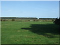 Grazing off the A149 in NR23 1RN