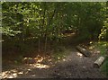 Path in Nettlebed Woods in RG9 5DN