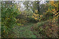 Track into Wedgehook Wood in OX29 8NF