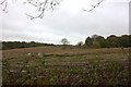 Field from the footpath to Moorhouse Lane in RH5 4RA
