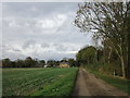 Track into Hackthorn in Hackthorn