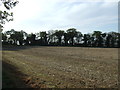 Stubble field towards Damerood Belt in PE36 5NZ