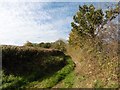 Track to Druidshayne in EX16 9FF