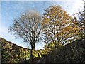 Autumnal trees on Long Lane in EX16 5QB