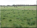 Cattle grazing at Benthead in EH55 8LU