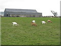 Goats at Benthead in EH55 8LU