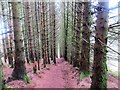 Track through the forest from Cruach Tairbeirt to Arrochar station in G83 7DB
