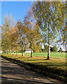 Hinxworth: silver birches and solar panels in Hinxworth