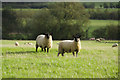 Sheep near Willoughby House in CV23 8BU