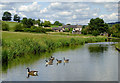 Canal and farmland, Norton-in-the Moors, Stoke-on-Trent in ST6 8LX