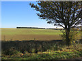 Newnham: autumn-sown fields in SG7 5JS