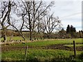 Stone wall field boundary, with trees in AB31 4NB