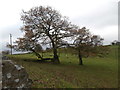 Autumn oaks near Pen-y-rhiw in CF37 1PQ