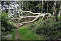 Fallen Tree across the Bridleway in EX13 8TB