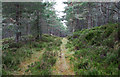 Forest road on south side of Carn na Loinne in PH25 3ED