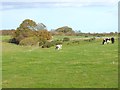 Cattle near Whistle Bear in TD15 2TG