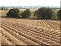 Potato field, Balruddery in DD2 5LF