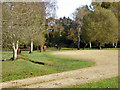 Ponies by Cricket Field car park, New Forest in SO40 2LP