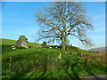 Sheep, a tree, and a ruined stone building, Gelli-wion in CF37 1QA