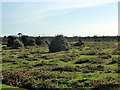 Heathland, New Forest in SO42 7UH