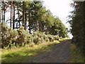Track through conifers to Gallow Hill in DD2 5NR