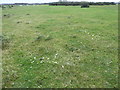 A fairy ring on Roborough Down in PL20 6DN