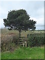 Stile and Holly tree on a footpath near Crapstone House in PL20 7NJ