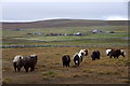 Shetland ponies near Nikkavord Lea, Baltasound in ZE2 9XL