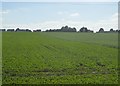 Crops in the Cam Valley in CB22 3EQ