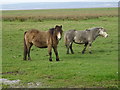 Ponies on the Llanrhidian Marshes in SA4 3TP
