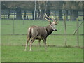 Stag on Houghton Hall  deer park in PE31 6SX